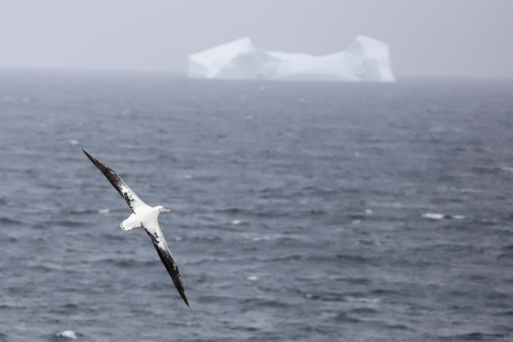Wandering albatross and the iceberg