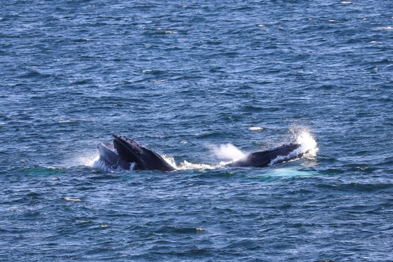 Humpback whales are hunting