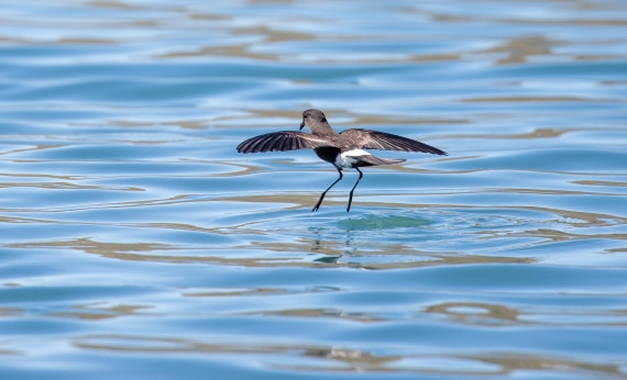 Pincoya Storm-Petrel dancing on the water