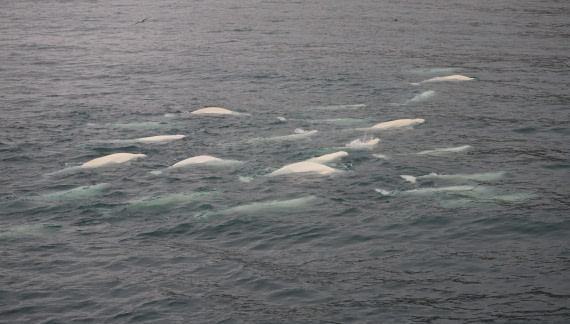 Beluga