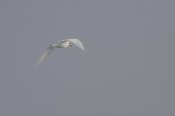 ivory gull