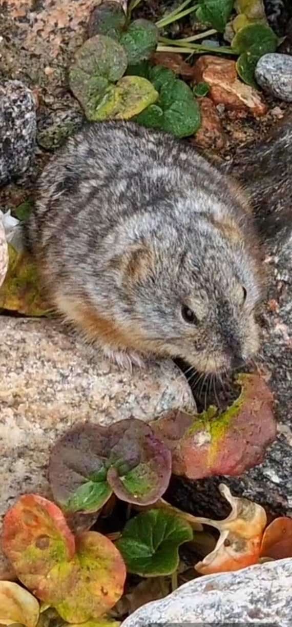 Lemming in Ittoqqortoormiit