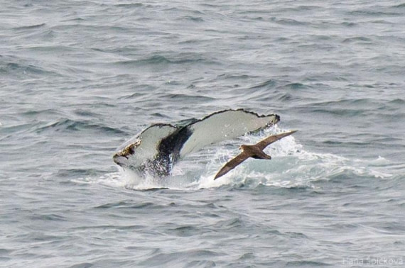 OTL25-25, Day 2, _DSC3280 © Hana Spickova - Oceanwide Expeditions.jpeg