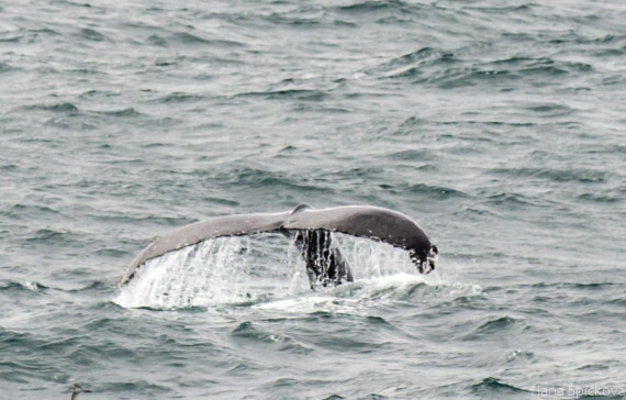 OTL25-25, Day 2, _DSC3298 © Hana Spickova - Oceanwide Expeditions.jpeg