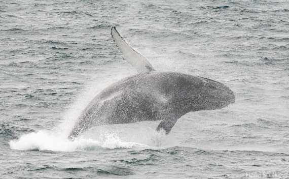 OTL25-25, Day 2, _DSC3302 © Hana Spickova - Oceanwide Expeditions.jpeg