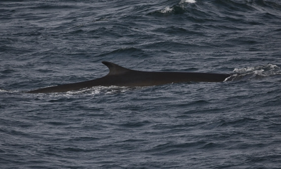 OTL25-25, Day 2, FW © Unknown photographer - Oceanwide Expeditions.JPG