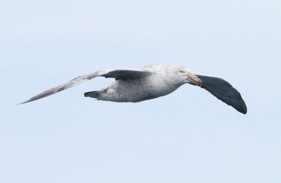 OTL25-25, Day 2, IMG_0859 © Unknown photographer - Oceanwide Expeditions.JPG