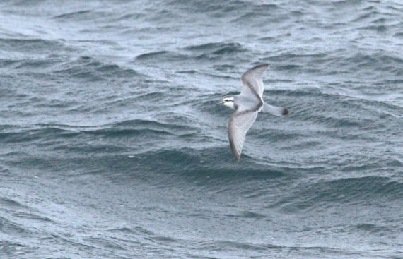 OTL25-25, Day 2, IMG_1016 © Unknown photographer - Oceanwide Expeditions.JPG