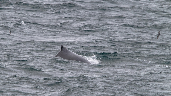 OTL25-25, Day 2, IMG_3139 © Unknown photographer - Oceanwide Expeditions.jpg
