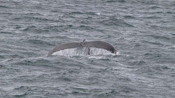 OTL25-25, Day 2, IMG_3141 © Unknown photographer - Oceanwide Expeditions.jpg