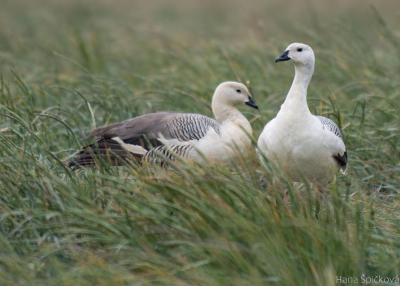 OTL25-25, Day 3, _DSC3342 © Hana Spickova - Oceanwide Expeditions.jpeg