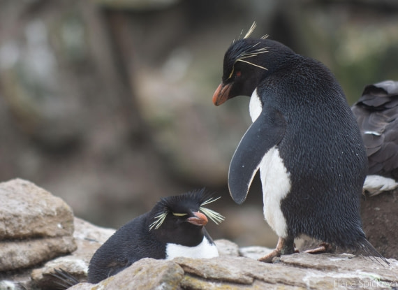 OTL25-25, Day 3, _DSC3493 © Hana Spickova - Oceanwide Expeditions.jpeg