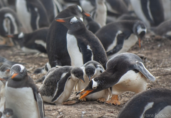 OTL25-25, Day 3, _DSC3520 © Hana Spickova - Oceanwide Expeditions.jpeg