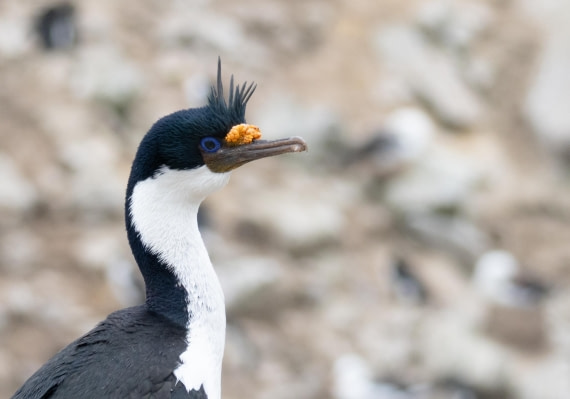 OTL25-25, Day 3, DSC01180 © Julian Robinson - Oceanwide Expeditions.jpg