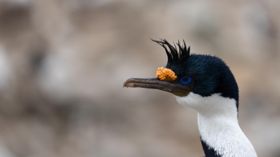 OTL25-25, Day 3, DSC01184 © Julian Robinson - Oceanwide Expeditions.jpg
