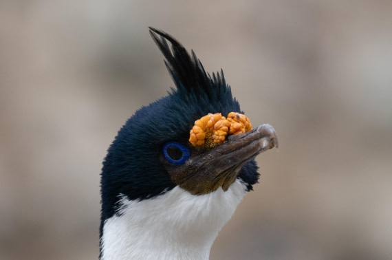 OTL25-25, Day 3, DSC01185 © Julian Robinson - Oceanwide Expeditions.jpg