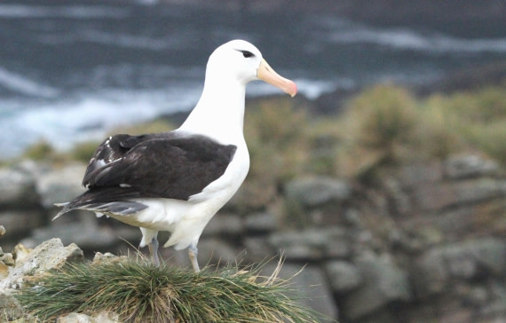 OTL25-25, Day 3, IMG_1453 © Unknown photographer - Oceanwide Expeditions.JPG