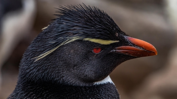 OTL25-25, Day 3, IMG_3547 © Unknown photographer - Oceanwide Expeditions.jpg