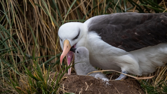 OTL25-25, Day 3, IMG_3659 © Unknown photographer - Oceanwide Expeditions.jpg