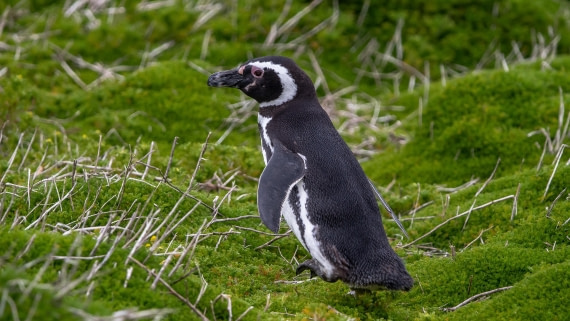 OTL25-25, Day 3, IMG_3806 © Unknown photographer - Oceanwide Expeditions.jpg