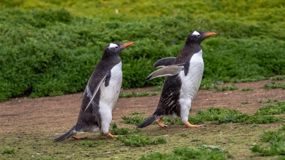 OTL25-25, Day 3, IMG_3810 © Unknown photographer - Oceanwide Expeditions.jpg