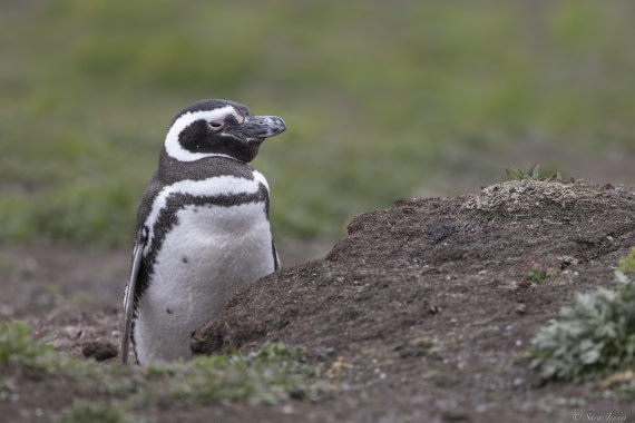 OTL25-25, Day 3, New Island 2 © Sara Jenner - Oceanwide Expeditions.jpg