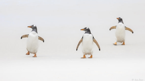 OTL25-25, Day 3, New Island 3 © Sara Jenner - Oceanwide Expeditions.jpg