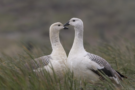 OTL25-25, Day 3, New Island 10 © Sara Jenner - Oceanwide Expeditions.jpg