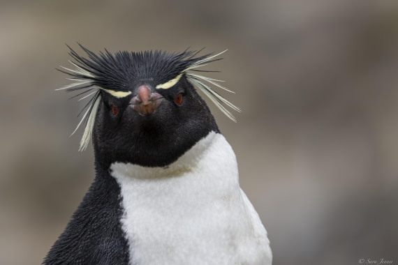 OTL25-25, Day 3, New Island 11 © Sara Jenner - Oceanwide Expeditions.jpg