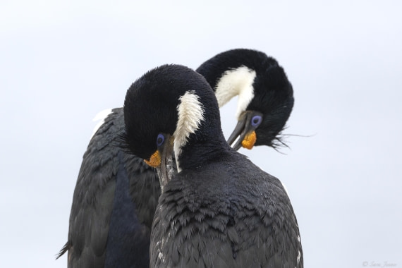 OTL25-25, Day 3, New Island 15 © Sara Jenner - Oceanwide Expeditions.jpg