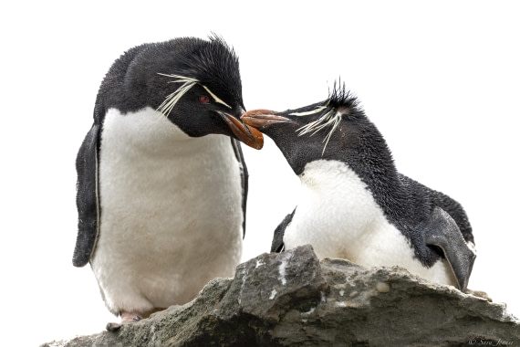 OTL25-25, Day 3, New Island 17 © Sara Jenner - Oceanwide Expeditions.jpg