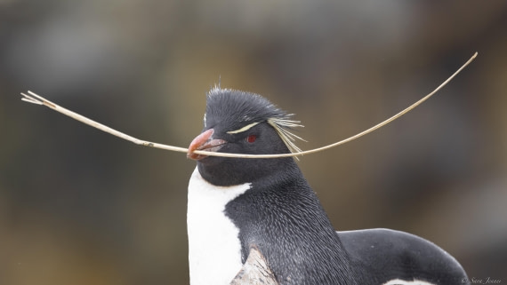 OTL25-25, Day 3, New Island 18 © Sara Jenner - Oceanwide Expeditions.jpg