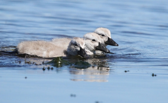 OTL25-25, Day 4, IMG_1773 © Unknown photographer - Oceanwide Expeditions.JPG