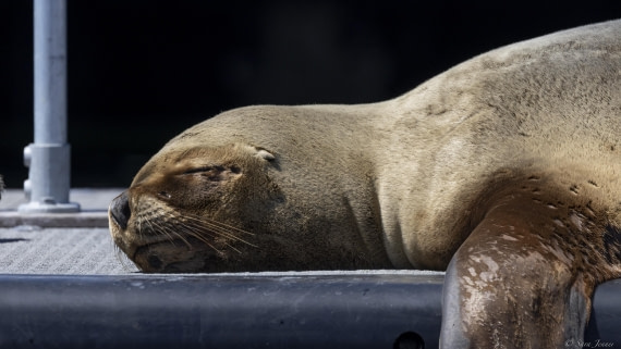 OTL25-25, Day 4, Stanley 5 © Sara Jenner - Oceanwide Expeditions.jpg