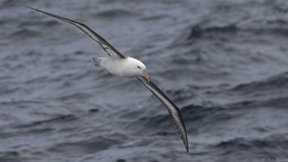 OTL25-25, Day 5, Black browed albatros © Sara Jenner - Oceanwide Expeditions.jpg