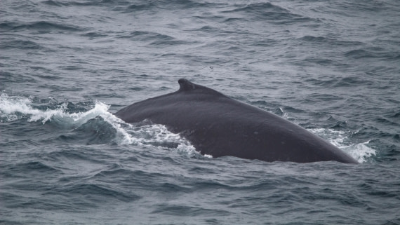 OTL25-25, Day 6, IMG_3954 © Unknown photographer - Oceanwide Expeditions.jpg