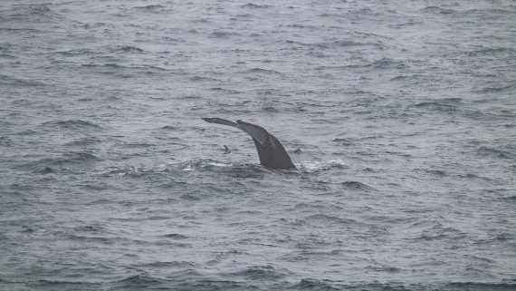 OTL25-25, Day 6, IMG_3957 © Unknown photographer - Oceanwide Expeditions.jpg