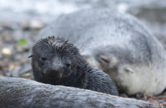 OTL25-25, Day 7, _DSC3640 © Hana Spickova - Oceanwide Expeditions.jpeg