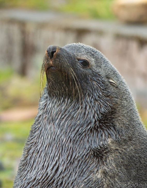 OTL25-25, Day 7, _DSC3615 © Hana Spickova - Oceanwide Expeditions.jpeg