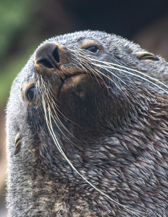 OTL25-25, Day 7, _DSC3641 © Hana Spickova - Oceanwide Expeditions.jpeg