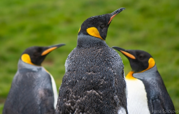 OTL25-25, Day 7, _DSC3651 © Hana Spickova - Oceanwide Expeditions.jpeg