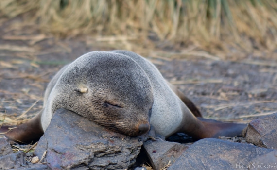 OTL25-25, Day 7, _DSC3783 © Hana Spickova - Oceanwide Expeditions.jpeg