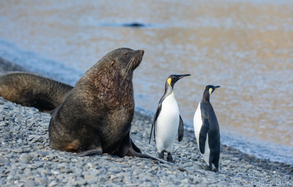OTL25-25, Day 7, _DSC3810 © Hana Spickova - Oceanwide Expeditions.jpeg