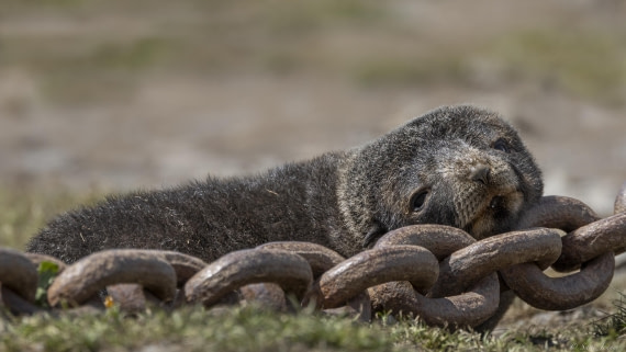 OTL25-25, Day 7, Grytviken 3 © Sara Jenner - Oceanwide Expeditions.jpg