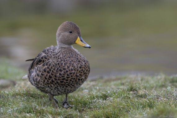 OTL25-25, Day 7, Grytviken 4 © Sara Jenner - Oceanwide Expeditions.jpg