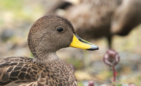 OTL25-25, Day 7, IMG_2468 © Unknown photographer - Oceanwide Expeditions.JPG