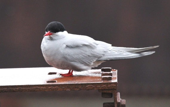 OTL25-25, Day 7, IMG_2487 © Unknown photographer - Oceanwide Expeditions.JPG