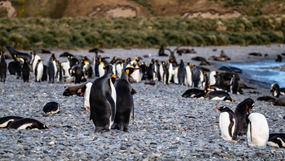 OTL25-25, Day 7, IMG_4208 © Unknown photographer - Oceanwide Expeditions.jpg