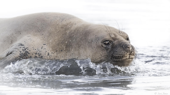 OTL25-25, Day 7, Jason Harbour 1 © Sara Jenner - Oceanwide Expeditions.jpg