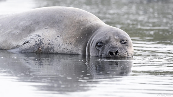 OTL25-25, Day 7, Jason Harbour 2 © Sara Jenner - Oceanwide Expeditions.jpg